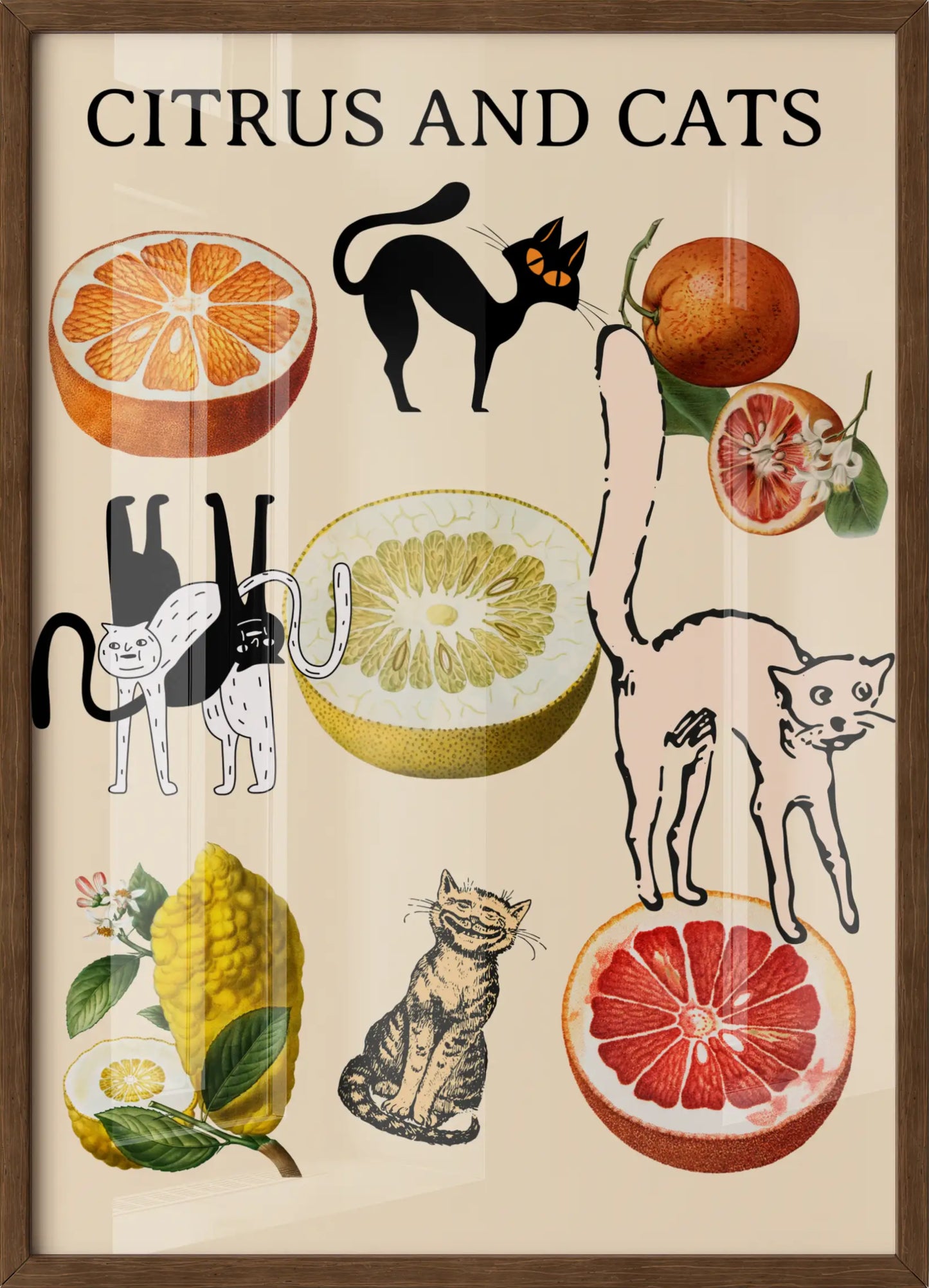 Citrus and Cats